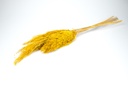 3747-Pampasgras-getrocknet-ca----70cm-6-Stueck-in-Natur-und-gefaerbt-Waehlbar.jpg