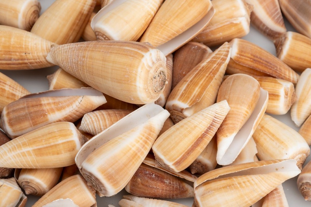 Conus magus, verpackt mit 0,5kg, Größe c 2