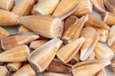 Conus magus, verpackt mit 0,5kg, Größe c 2