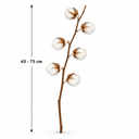 Baumwollzweig Natur 65–75cm • Getrocknet 2