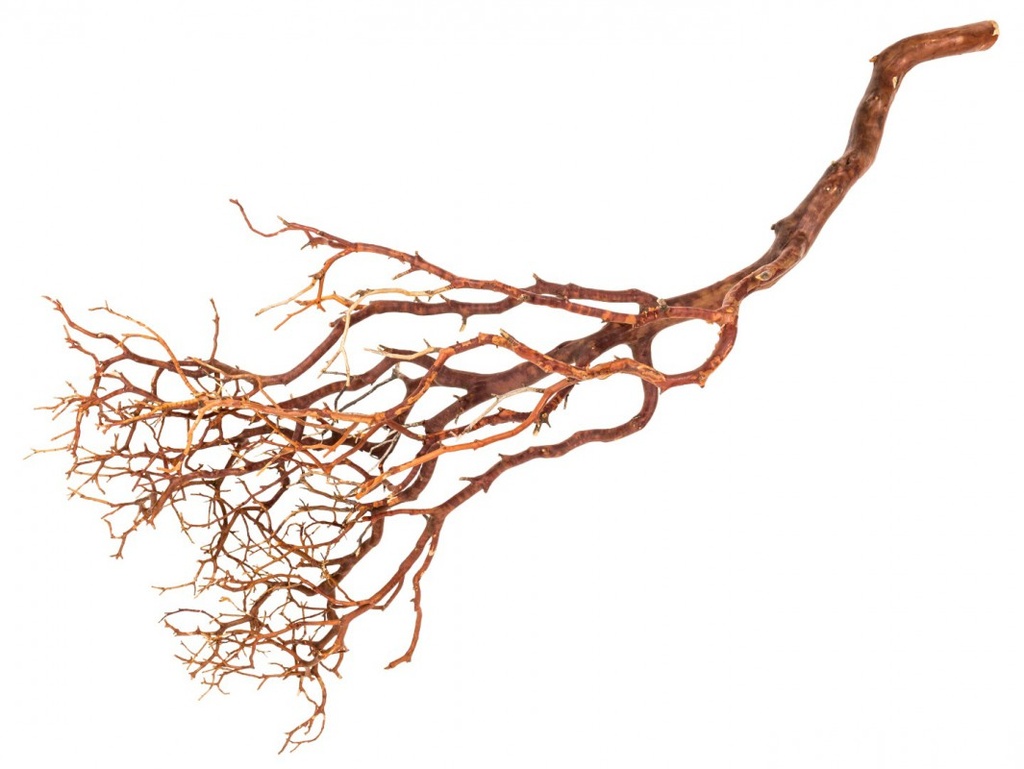 3788-Manzanita-Baum-natur-ca--90cm-hoch-_2.jpg