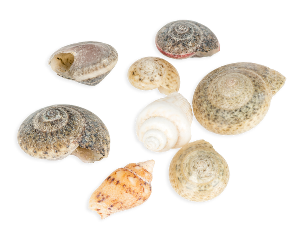 Muschelmix „Mini“, Größe ca. 0,5 - 2cm,  2