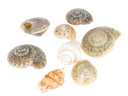 Muschelmix „Mini“, Größe ca. 0,5 - 2cm,  2