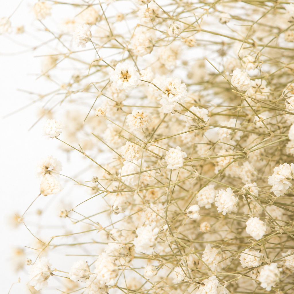 3823-Schleierkraut-getrocknet-im-Bund-50-60cm-Gypsophila-Trockenblumen-10-Farben_4.png