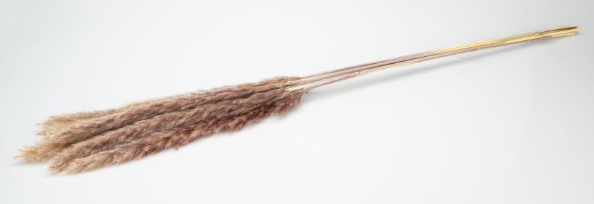 3870-Pampasgras-Fluffy-getrocknet-35g--ca--8-10-Stiele-75-80cm-in-natur-und-weiss-waehlbar.jpg
