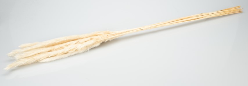 3870-Pampasgras-Fluffy-getrocknet-35g--ca--8-10-Stiele-75-80cm-in-natur-und-weiss-waehlbar_1.jpg