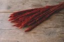 3870-NaDeco-Pampasgras-Fluffy-getrocknet-35-70g--Laenge---80cm--viele-Farben-Waehlbar-_8.jpg