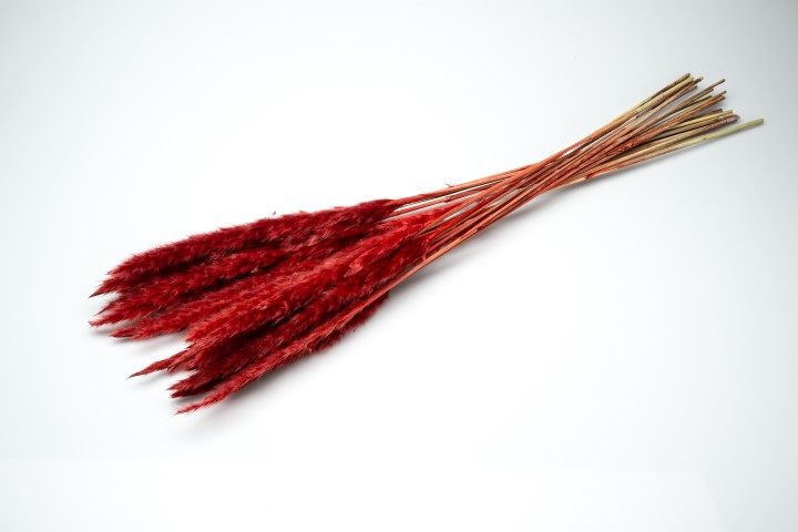 3870-NaDeco-Pampasgras-Fluffy-getrocknet-35-70g--Laenge---80cm--viele-Farben-Waehlbar-_9.jpg