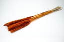 3870-NaDeco-Pampasgras-Fluffy-getrocknet-35-70g--Laenge---80cm--viele-Farben-Waehlbar-_15.jpg