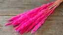 3870-NaDeco-Pampasgras--Fluffy--getrocknet--Gewicht-35g-70g--Laenge---80cm--viele-Farben-waehlbar-_1.jpg