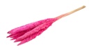 3870-NaDeco-Pampasgras--Fluffy--getrocknet--Gewicht-35g-70g--Laenge---80cm--viele-Farben-waehlbar-.jpg