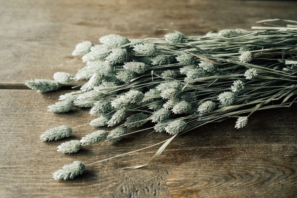 3889-Phalaris-getrocknet-im-Bund-ca--60--cm--Farben-waehlbar---Trockenblumen-_9.jpg