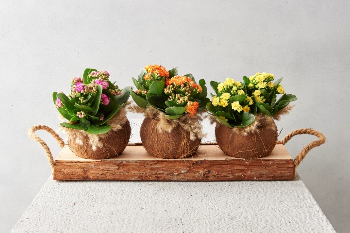 3930-Holzschale-mit-Kokosnuss-Bechern-in-zwei-Groessen-zur-Auswahl_10.jpg