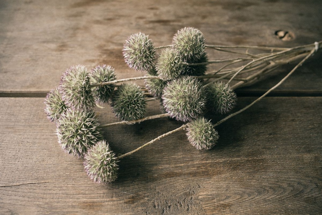 4009-Eryngium-planum-in-Natur--Laenge-ca--40-60cm---Trockenblumen-_2.jpg
