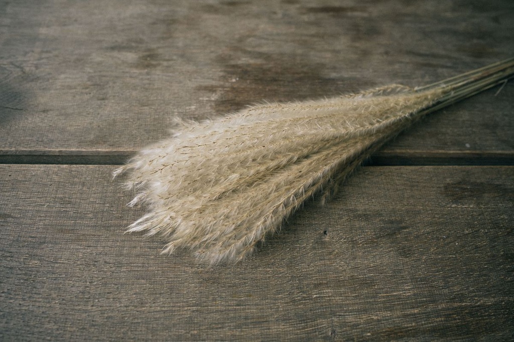 4036-Fluffy-Silbergras--10-Stiele--Groesse-ca--60-70cm---Miscanthus-sinensis-_2.jpg