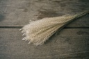 4036-Fluffy-Silbergras--10-Stiele--Groesse-ca--60-70cm---Miscanthus-sinensis-_2.jpg