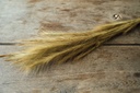 4037-Fuchsschwanzgras--getrocknet--im-Bund--Groesse-ca--80-90cm---Alopecurus_2.jpg