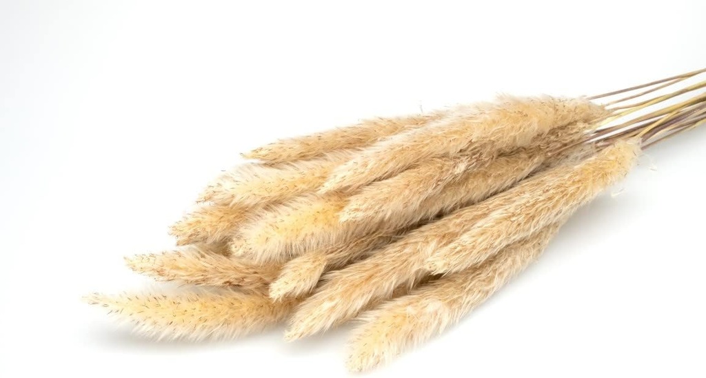 4046-Pampasgras-Mini-in-Natur--Groesse-ca--60cm--Packung-mit-20-Stueck-.jpg