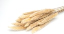 4046-Pampasgras-Mini-in-Natur--Groesse-ca--60cm--Packung-mit-20-Stueck-.jpg