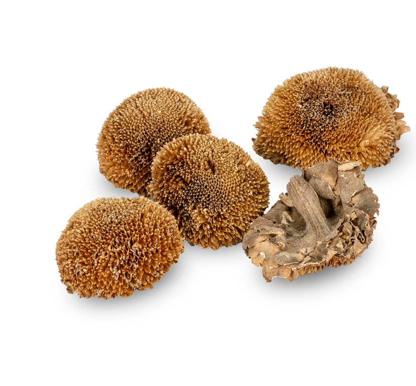 Sonnenblumen Kopf Natur, Länge ca. 6-8cm 2