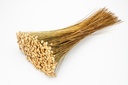 4062-Paepalanthus-amoenus-im-Bund--Groesse-ca--50cm---viele-Farben-zur-Auswahl---Batao_1.jpg