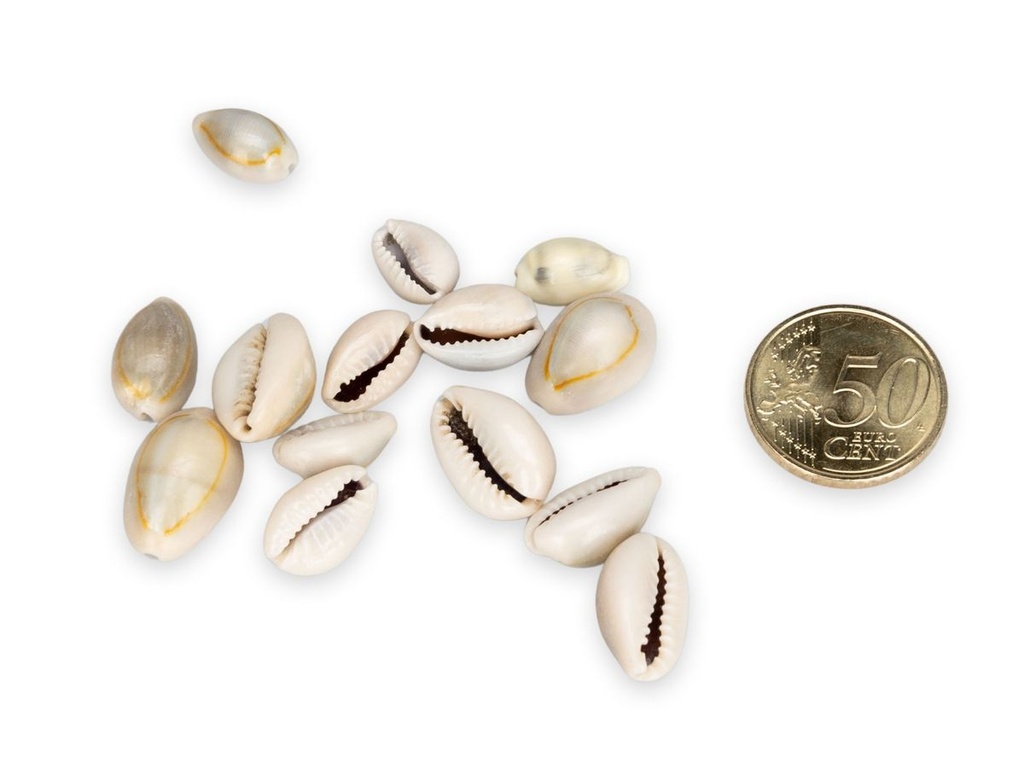 4075-Cypraea-annulus--0-5kg--ca--2cm--ca--600-700-Stueck---Monetaria-annulus_2.jpg