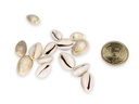 4075-Cypraea-annulus--0-5kg--ca--2cm--ca--600-700-Stueck---Monetaria-annulus_2.jpg