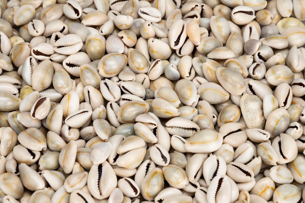 4075-Cypraea-annulus--0-5kg--ca--2cm--ca--600-700-Stueck---Monetaria-annulus_3.jpg