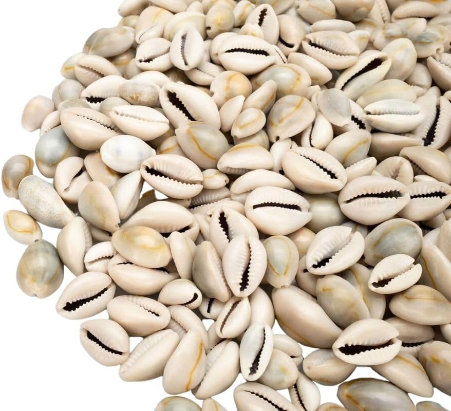4075-Cypraea-annulus--Groesse-ca--15-25mm--Menge-ca--0-5kg---Monetaria-annulus_1.jpg