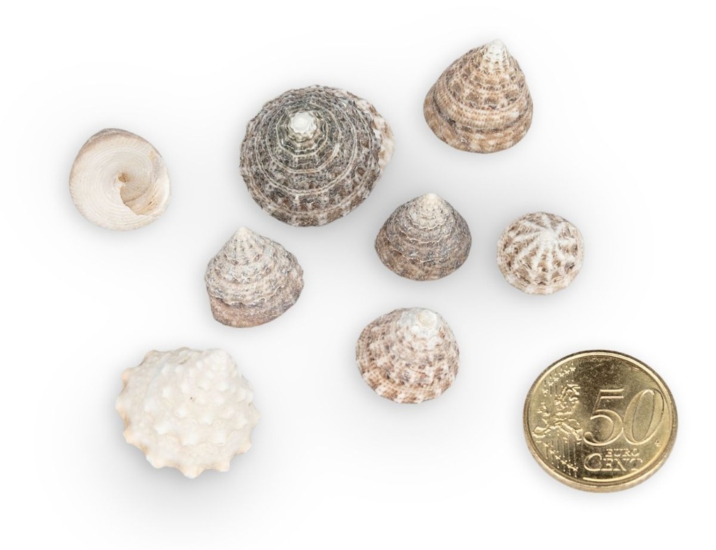 4076-Echinellopsis-grandinatus--verpackt-mit-0-5kg--Groesse-ca--1-3cm--ca--200-250-Stk---Meeresschnecke-aus-dem-Indopazifik---Kleine-Turbanschnecke_3.jpg