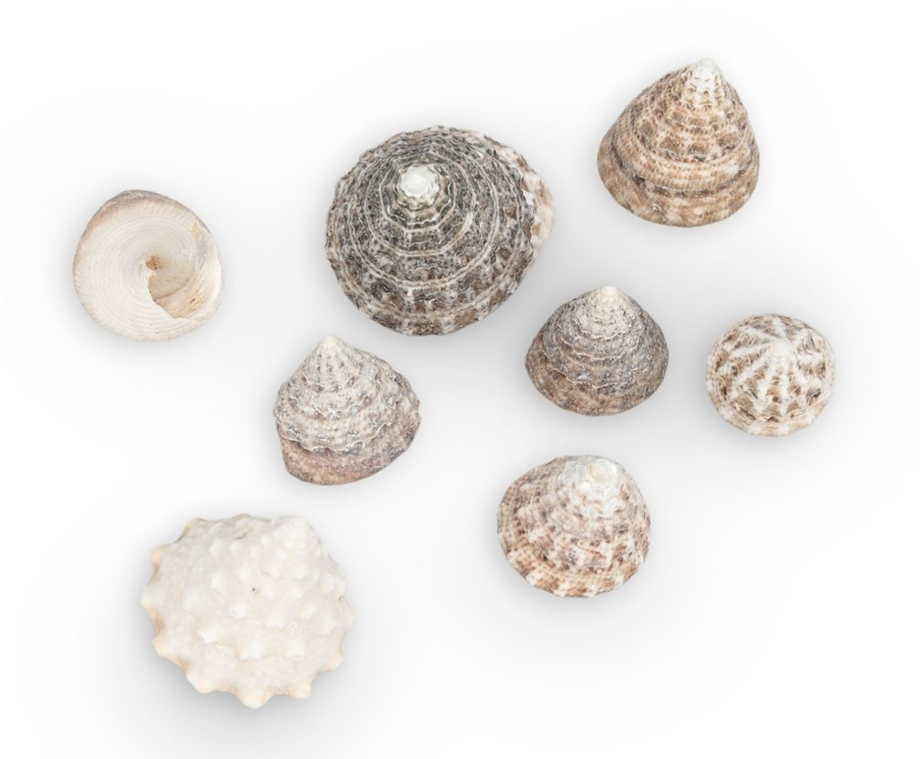 4076-Echinellopsis-grandinatus--verpackt-mit-0-5kg--Groesse-ca--1-3cm--ca--200-250-Stk---Meeresschnecke-aus-dem-Indopazifik---Kleine-Turbanschnecke_4.jpg