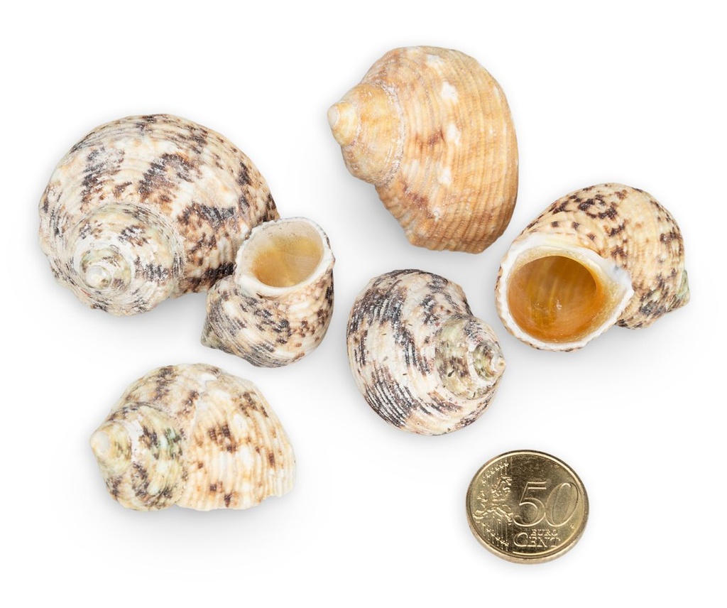 4077-Turbo-chrysostomus--verpackt-mit-0-5-kg--Groesse-ca--4-5-cm--ca--25-30-Stueck---Turbo-Goldmouth_2.jpg