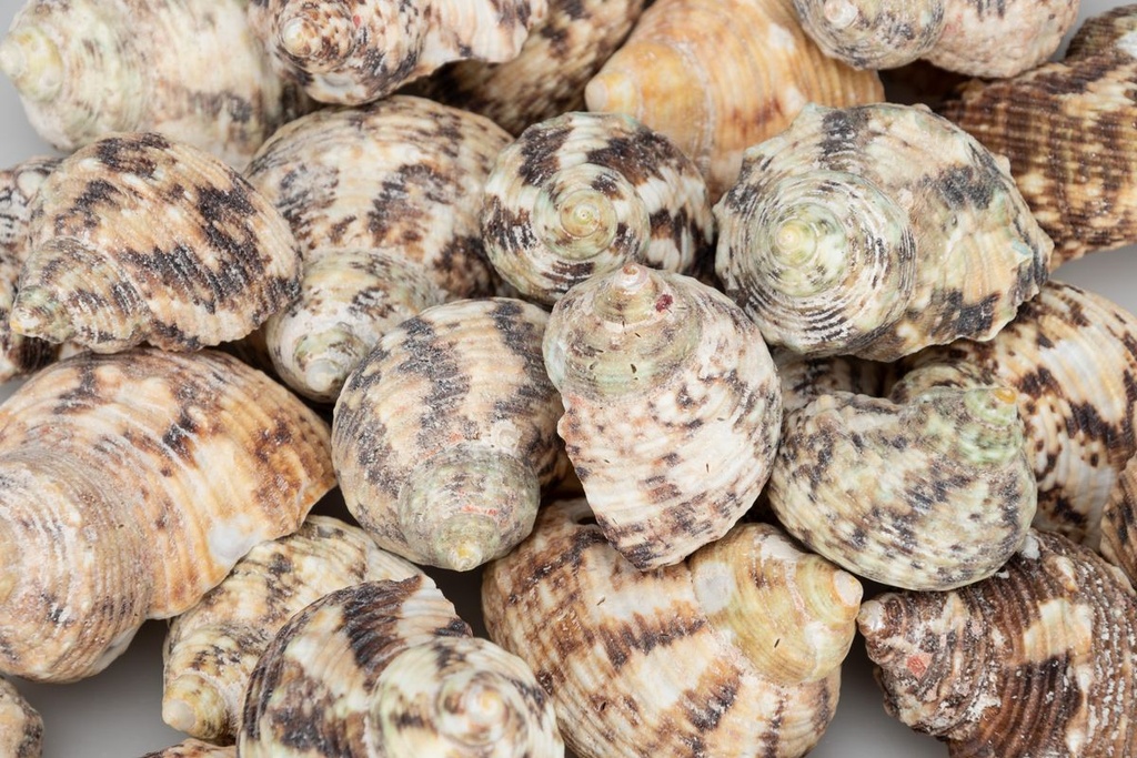 4077-Turbo-chrysostomus--verpackt-mit-0-5-kg--Groesse-ca--4-5-cm--ca--25-30-Stueck---Turbo-Goldmouth_3.jpg