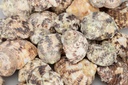 4077-Turbo-chrysostomus--verpackt-mit-0-5-kg--Groesse-ca--4-5-cm--ca--25-30-Stueck---Turbo-Goldmouth_3.jpg