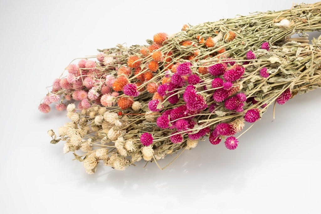 4091-Gomphrena-globosa-im-Bund--getrocknet--Groesse-ca--50-60cm--verschiedene-Farben-waehlbar---Trockenblumen-_2.jpg