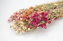 4091-Gomphrena-globosa-im-Bund--getrocknet--Groesse-ca--50-60cm--verschiedene-Farben-waehlbar---Trockenblumen-_2.jpg