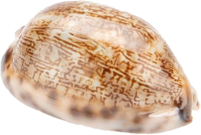 5676-Cypraea-arabica--Groesse-ca--3-5cm---Mauritia-arabica_1.jpg