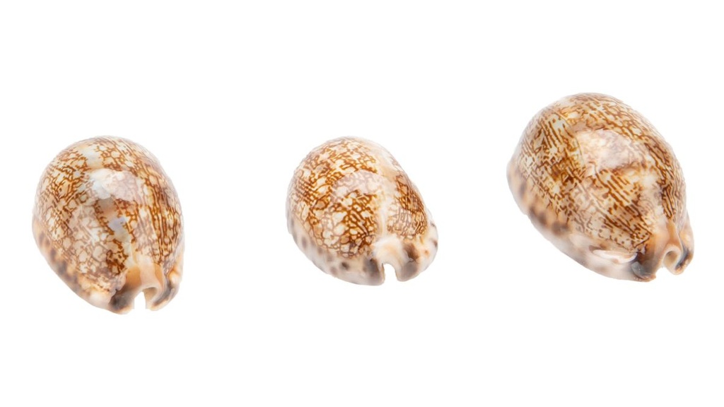 5676-Cypraea-arabica--Groesse-ca--3-5cm---Mauritia-arabica_3.jpg
