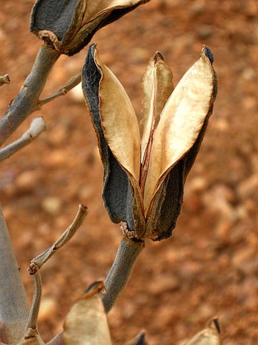 5730-Bata-caixa-Natur--ca--4-7cm--verpackt-im-Beutel-mit-200g---Salvertia-convallariodora---Streudeko---Naturdeko---Exotische---Deoration-zum-Basteln---DIY--Exotische-Terraiumdekoration_3.jpg
