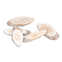 Holzscheiben oval Pinienholz weiß ca.6-1 2