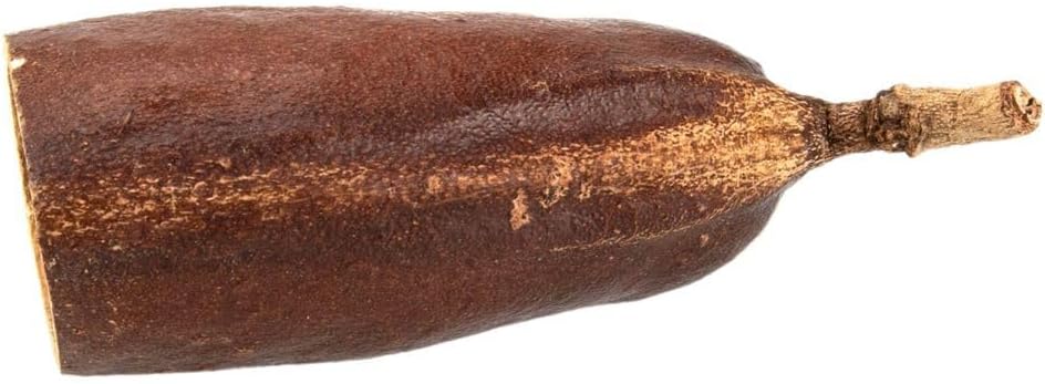 5761-Courbaril-Schote-geoeffnet--Groesse-ca--8-10cm---Hymenaea-courbaril-_3.jpg