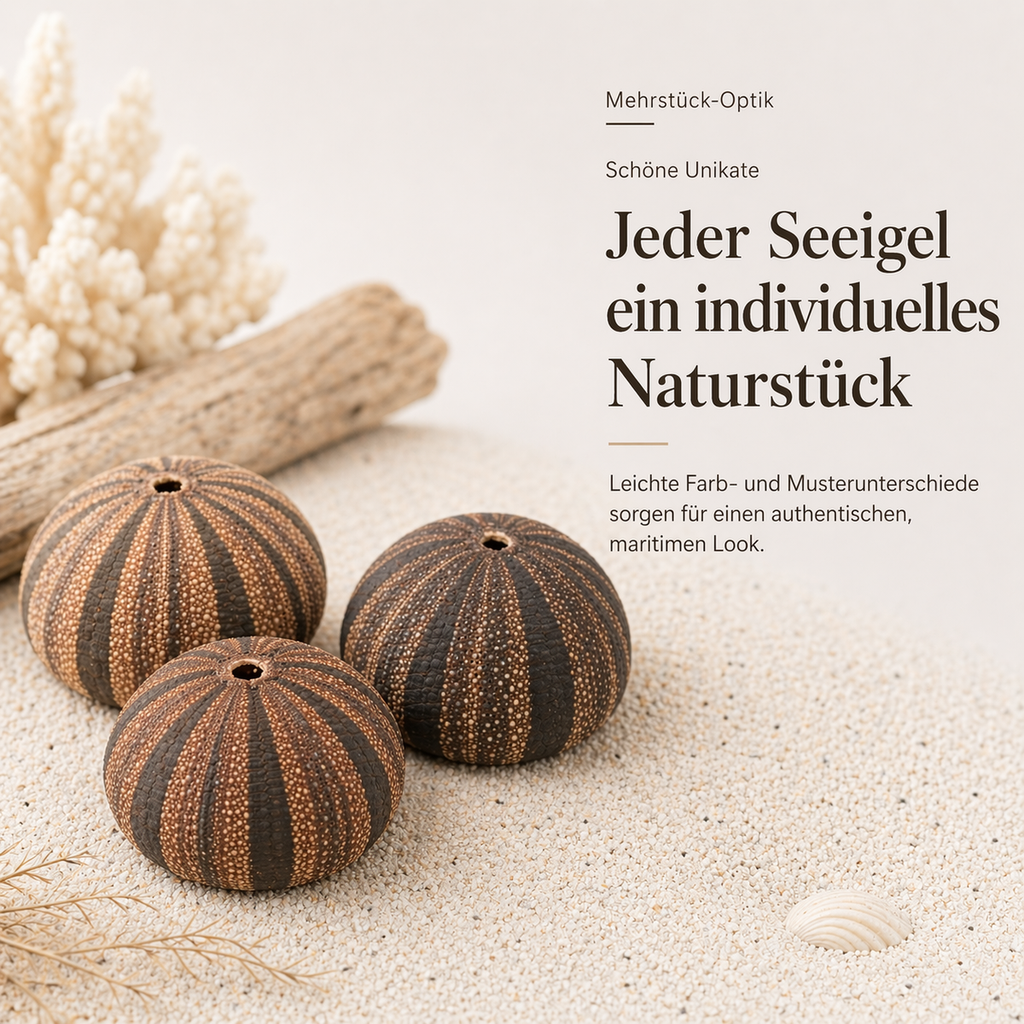 5769-Seeigel-Gehaeuse-4-5-cm-Mespilla-globulus-maritime-Deko-Tillandsienhalter_4.png
