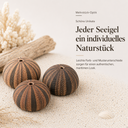 5769-Seeigel-Gehaeuse-4-5-cm-Mespilla-globulus-maritime-Deko-Tillandsienhalter_4.png