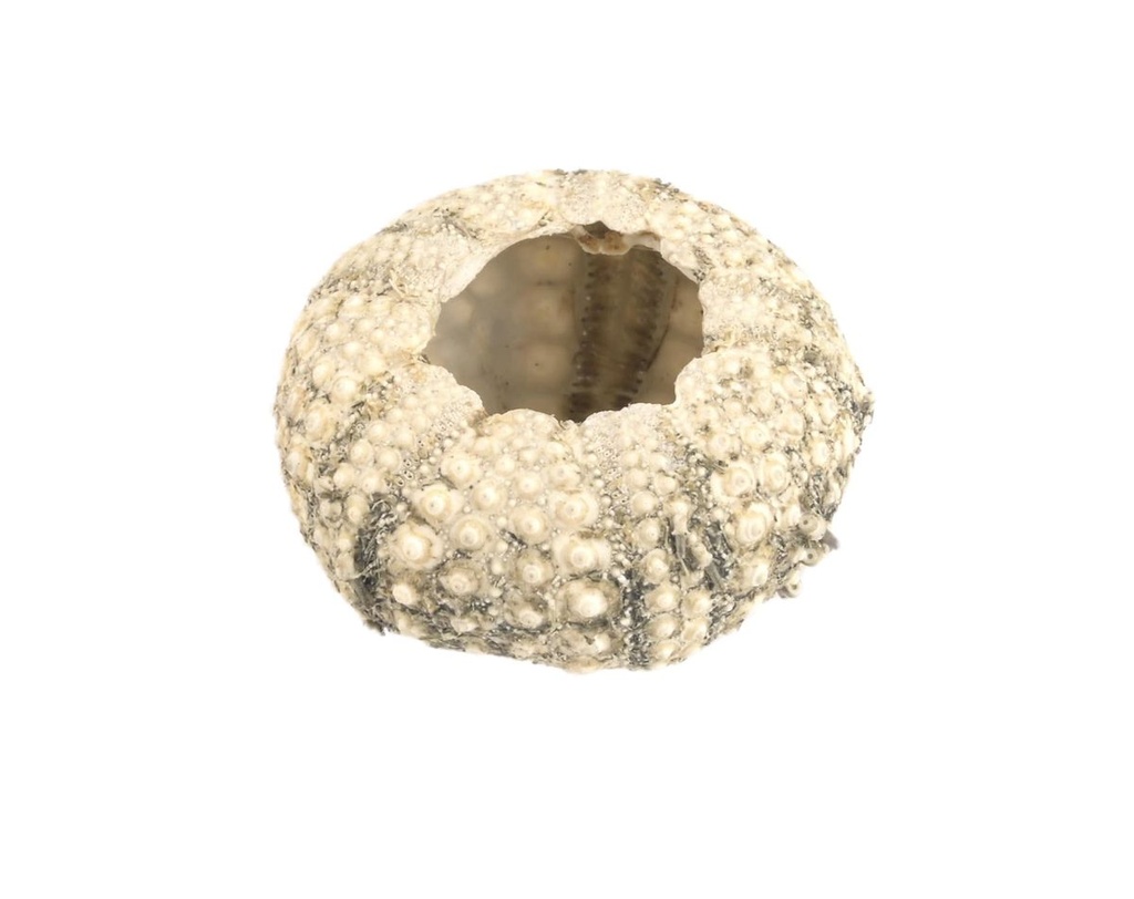 5774-Seeigel-Gehaeuse-calamaris--Durchmesser-ca--3-4-5--cm----Echinothrix-calamaris_2.jpg