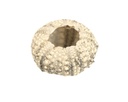 5774-Seeigel-Gehaeuse-calamaris--Durchmesser-ca--3-4-5--cm----Echinothrix-calamaris_2.jpg