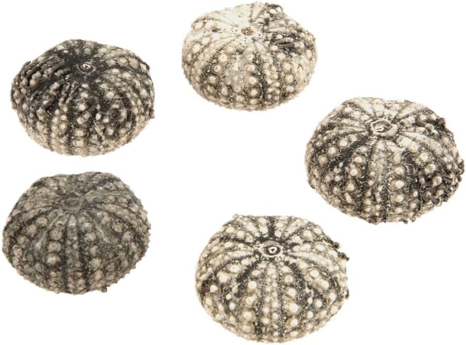 5774-Seeigel-Gehaeuse-calamaris--Durchmesser-ca--3-4-5--cm----Echinothrix-calamaris_1.jpg
