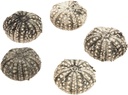 5774-Seeigel-Gehaeuse-calamaris--Durchmesser-ca--3-4-5--cm----Echinothrix-calamaris_1.jpg