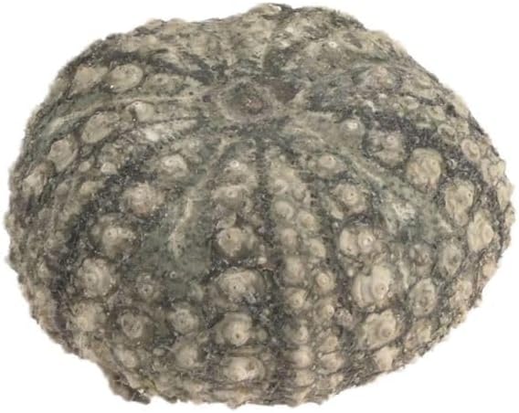 5774-Seeigel-Gehaeuse-calamaris--Durchmesser-ca--3-4-5--cm----Echinothrix-calamaris_3.jpg