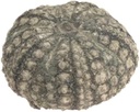5774-Seeigel-Gehaeuse-calamaris--Durchmesser-ca--3-4-5--cm----Echinothrix-calamaris_3.jpg