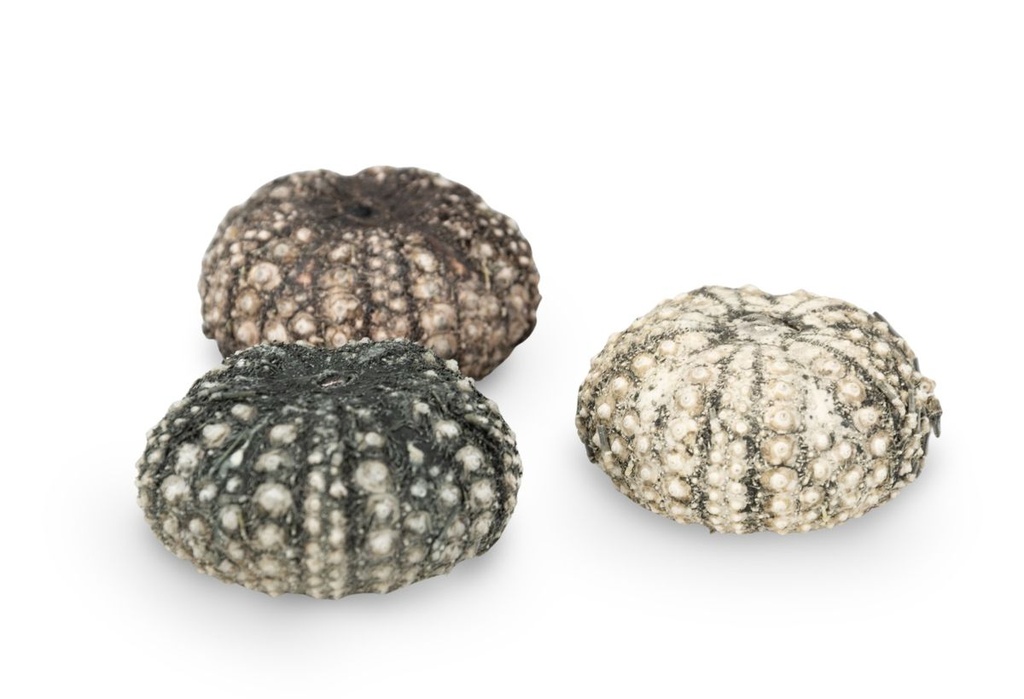 5774-Seeigel-Gehaeuse-calamaris--Durchmesser-ca--3-4-5--cm----Echinothrix-calamaris_6.jpg
